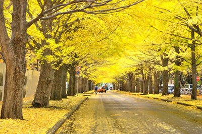 🎓 홋카이도 대학